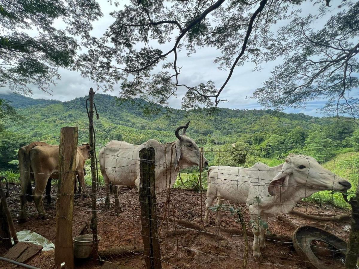 Cabana Tolle Vista Savegre Kültér fotó